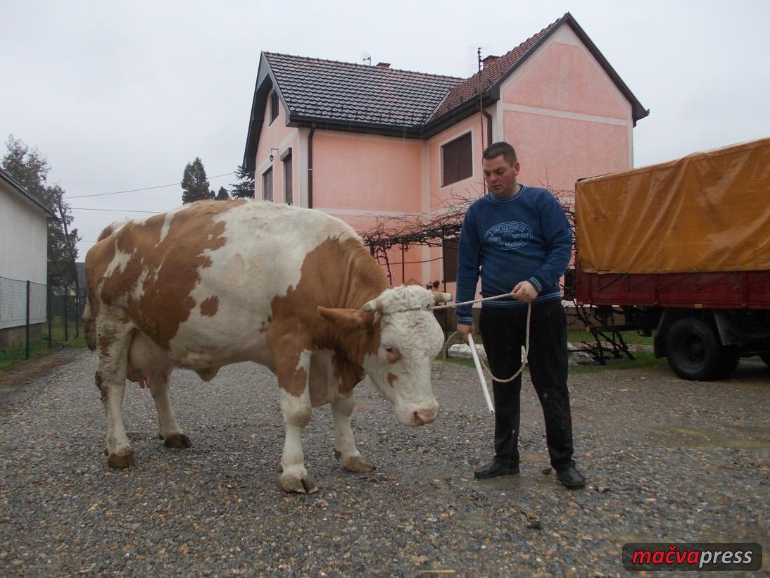 Dragan Bojicic Oktavija - Ostavio ajncer i vratio se selu!