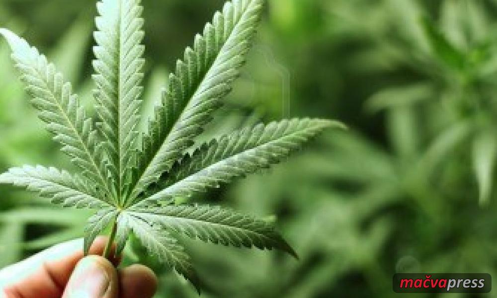 Marihuana - Црна Бара: Узгајао марихуану у туђој шуми