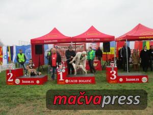 Najlepsi 10 grupa 300x225 - Svi nagrađeni na V CACIB Bogatić 2016 - FOTOGALERIJA