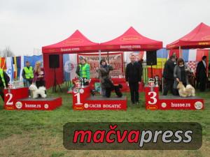 Najlepsi 9 300x225 - Svi nagrađeni na V CACIB Bogatić 2016 - FOTOGALERIJA