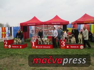 Najlepsi grupa 300x225 - Svi nagrađeni na V CACIB Bogatić 2016 - FOTOGALERIJA