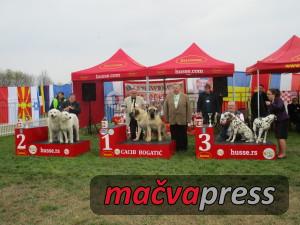 Najlepsi par 300x225 - Svi nagrađeni na V CACIB Bogatić 2016 - FOTOGALERIJA