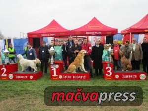 Najlepsi zreli 1 300x225 - Svi nagrađeni na V CACIB Bogatić 2016 - FOTOGALERIJA