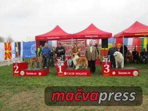 Najlepsi1 300x225 - Svi nagrađeni na V CACIB Bogatić 2016 - FOTOGALERIJA