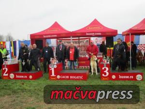 Najlepsi2 300x225 - Svi nagrađeni na V CACIB Bogatić 2016 - FOTOGALERIJA