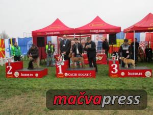 Najlepsi3 300x225 - Svi nagrađeni na V CACIB Bogatić 2016 - FOTOGALERIJA