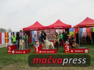 Najlepsi5 300x225 - Svi nagrađeni na V CACIB Bogatić 2016 - FOTOGALERIJA