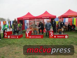 Najlepsi6 300x225 - Svi nagrađeni na V CACIB Bogatić 2016 - FOTOGALERIJA