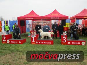 Najlepsi8 300x225 - Svi nagrađeni na V CACIB Bogatić 2016 - FOTOGALERIJA