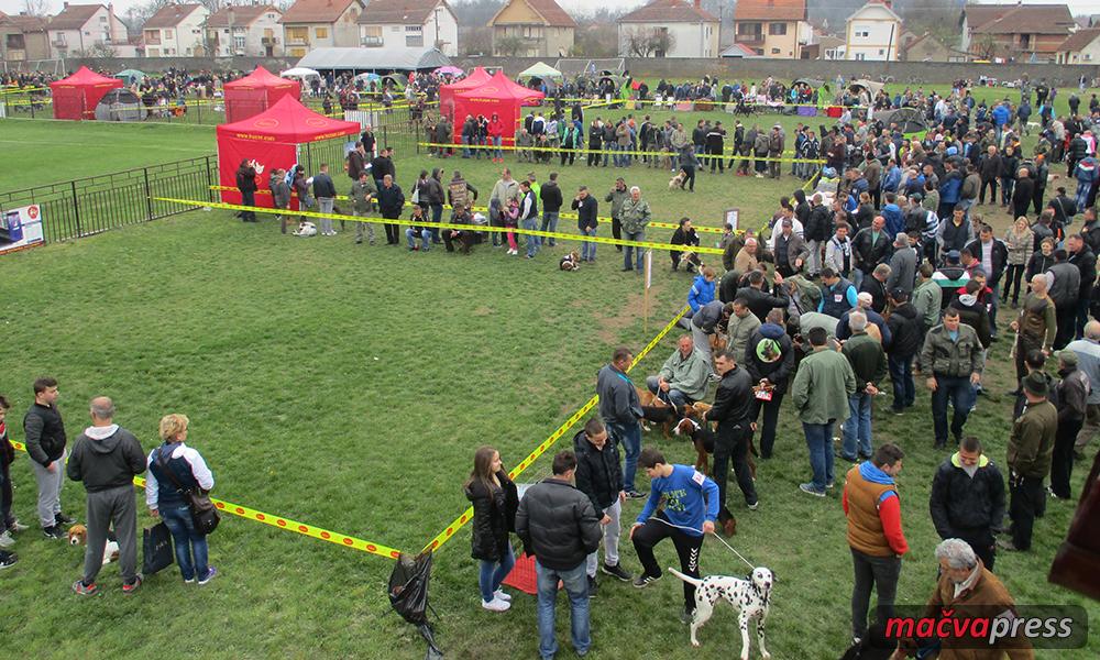 Otvorena izlozba - Otvoren V CACIB u Bogatiću -  veličanstvena atmosfera na stadionu "Mačve" (FOTO)