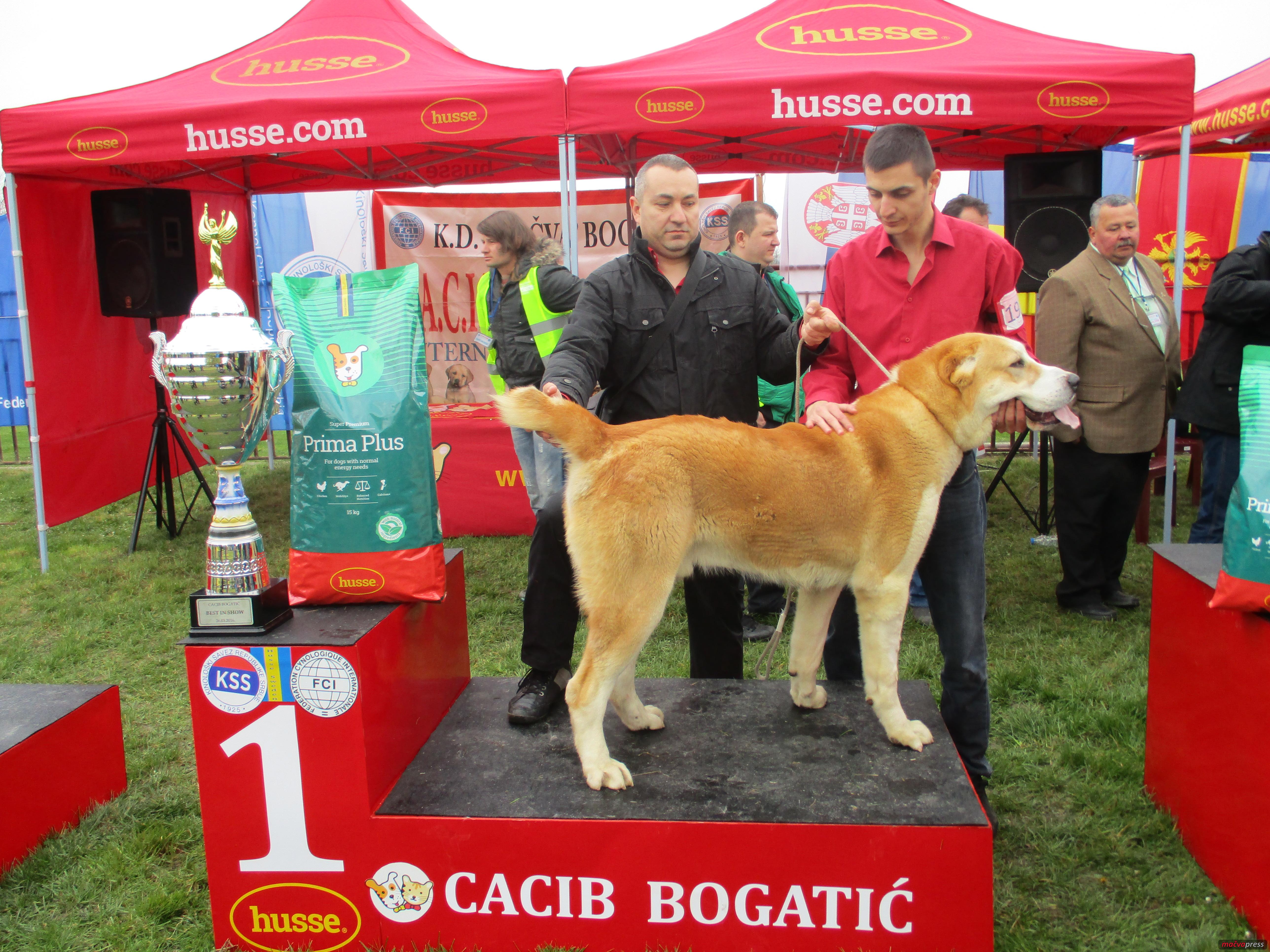 najlepsi - Završen V CACIB Bogatić 2016: srednjeazijski ovčar Antarijus najlepši zreli pas na izložbi