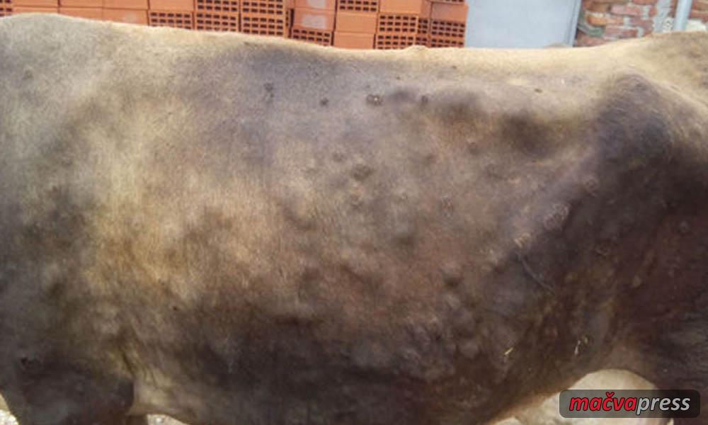Bolest krava - Zbog bolesti kvrgave kože goveda od sutra dežurstvo i kontrola na stočnoj pijaci