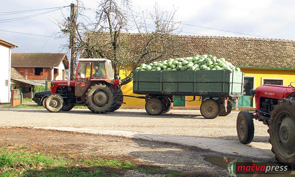 Kupus Banovo Polje Naslovna - Сезона купуса у Бановом Пољу