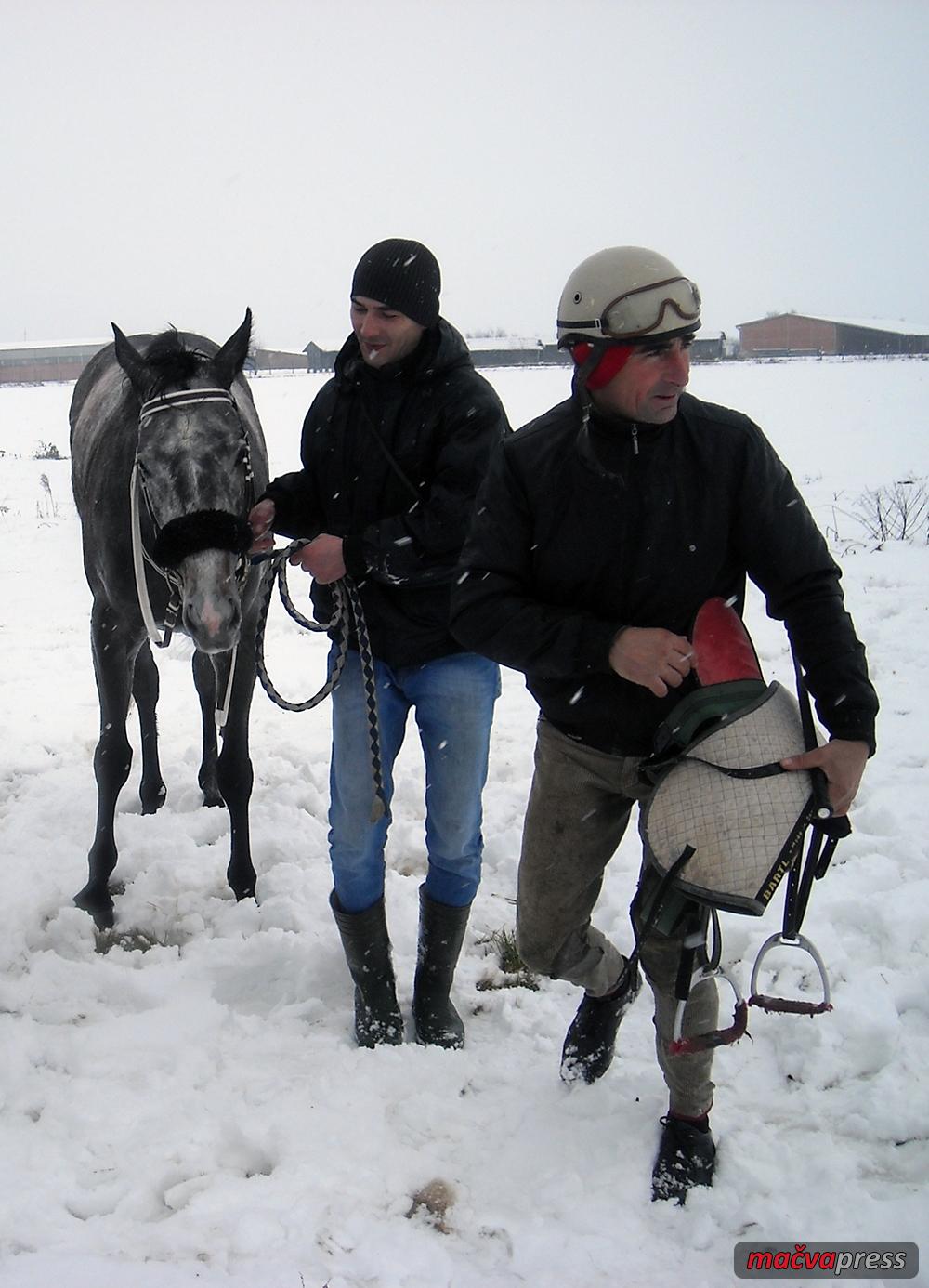 Bozicne trke 2016 3 Asasina - На Божић на хиподрому три трке  -  уписано 14 грла  (Фото са трка 2016. године)