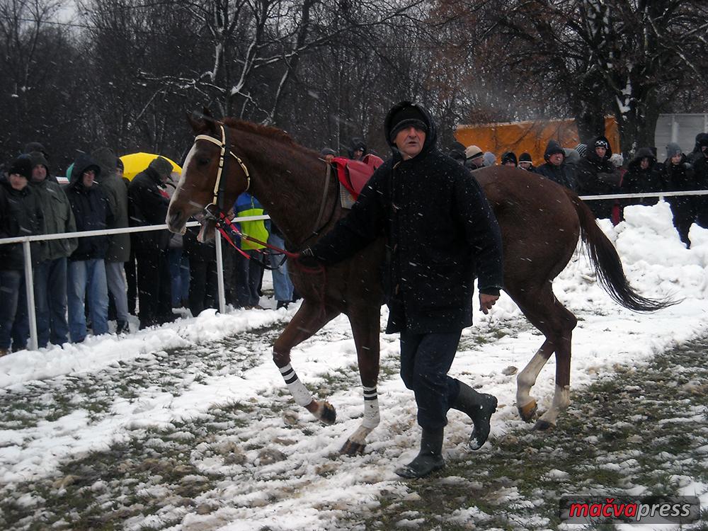 Bozicne trke 2016 5 Padok - На Божић на хиподрому три трке  -  уписано 14 грла  (Фото са трка 2016. године)