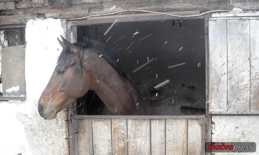 Konj zeleni - Иницијатива Зелених - увести и субвенције за узгајање коња, живине, голубова, паса...