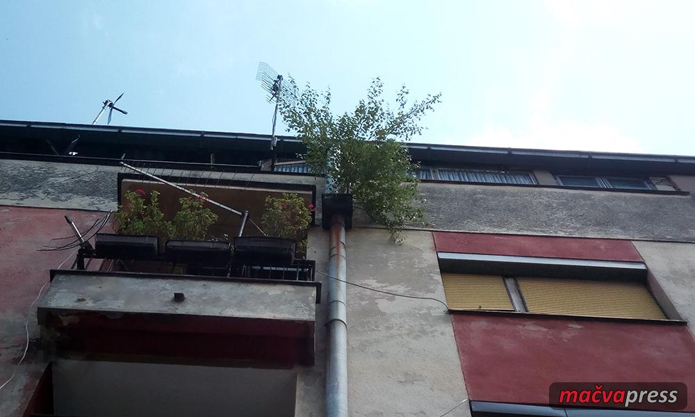 Jasen - Спремна одлука - забрањено сушење рубља на тераси, јасен који расте из фасаде мораће да се сече!