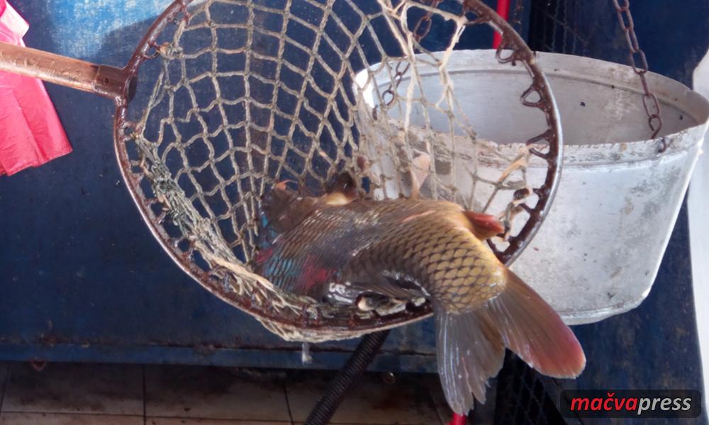 Saran post Naslovna - Почиње пост - у рибарници у Богатићу шаран по старој цени, смрзнута морска риба  јефтинија