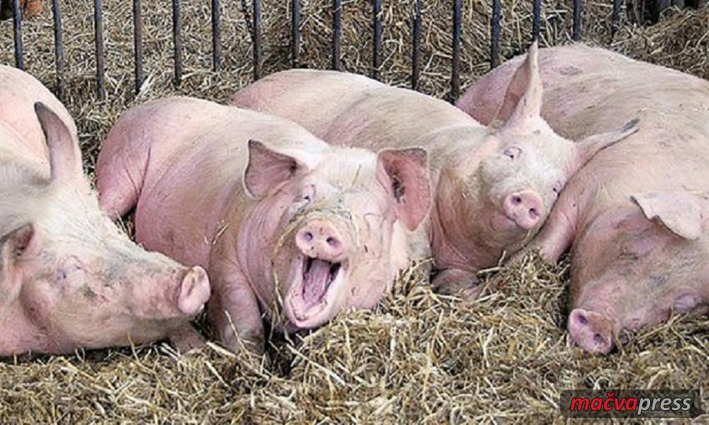 Svinje Naslovna - Доле-горе: Цена свиња нагло пала за 50, па скочила за 30 динара!