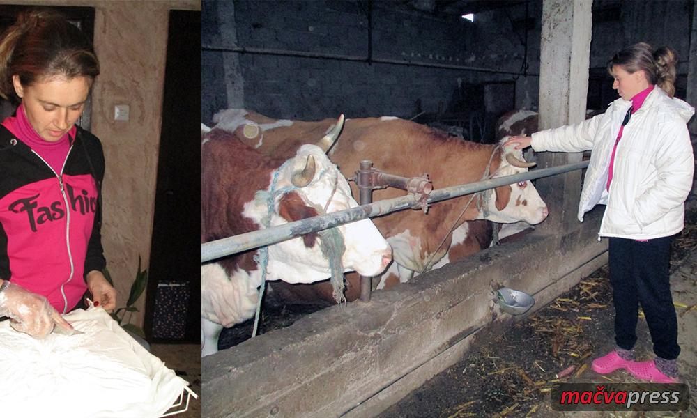 Milica Naslovna - Милица ради на породичној фарми крава и прави сиреве!