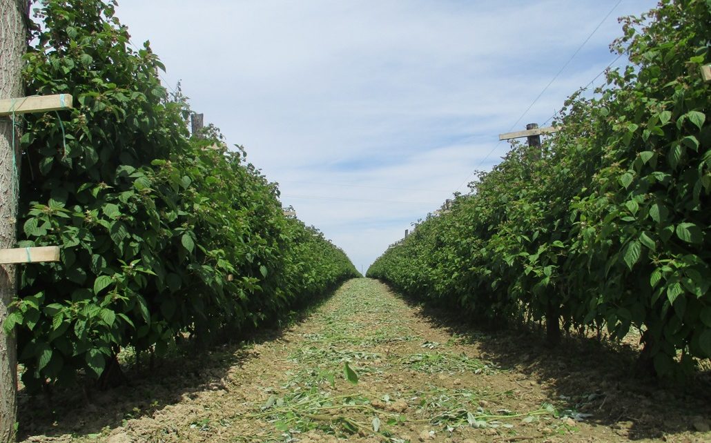 Maline 1030x642 - АМБИЦИЈЕ САМО У ЗАБОРАВЉЕНИМ ПЛАНОВИМА