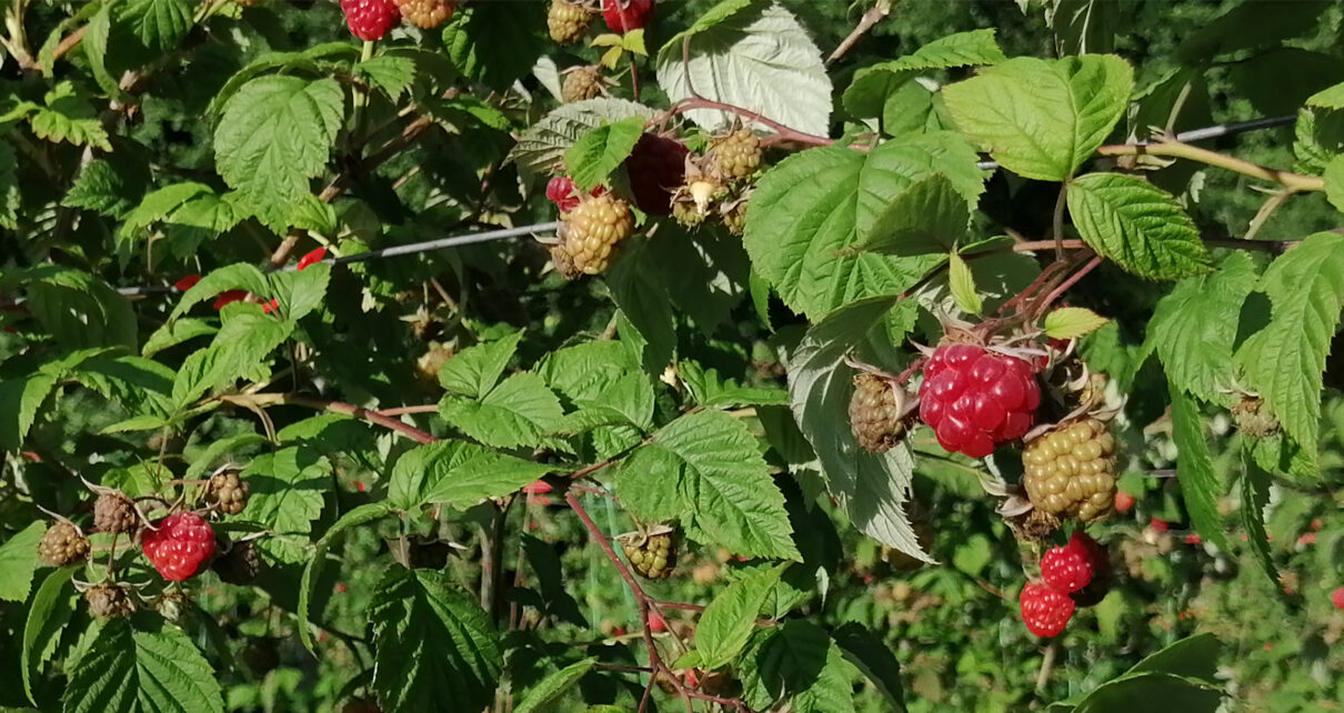 Maline Naslovna 1210x642 - ПРВЕ МАЛИНЕ ПО 250 ДИНАРА