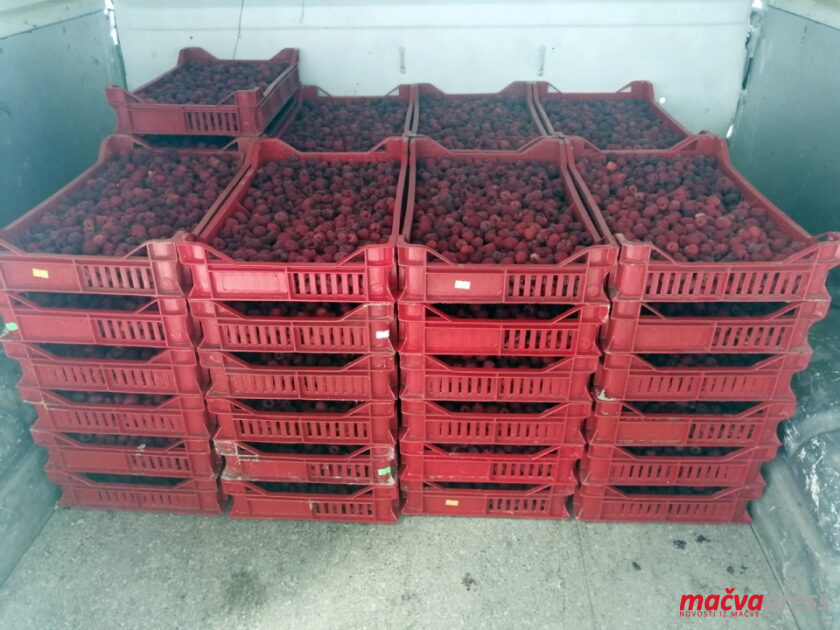 МАЛИНАРИ ТРЉАЈУ ДЛАНОВЕ: КИЛОГРАМ МАЛИНА 350 ДИНАРА! Prve maline 840x630 - МАЛИНАРИ ТРЉАЈУ ДЛАНОВЕ: КИЛОГРАМ МАЛИНА 350 ДИНАРА!