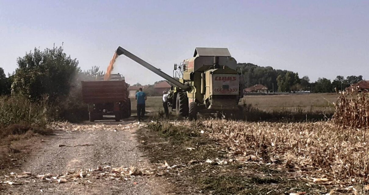 11 1210x642 - КУКУРУЗ НИЈЕ БИО ЖЕДАН: СА 3,5 ХЕКТАРА НИКОЛА ДОБИО 41,5 ТОНА СУВОГ ЗРНА!