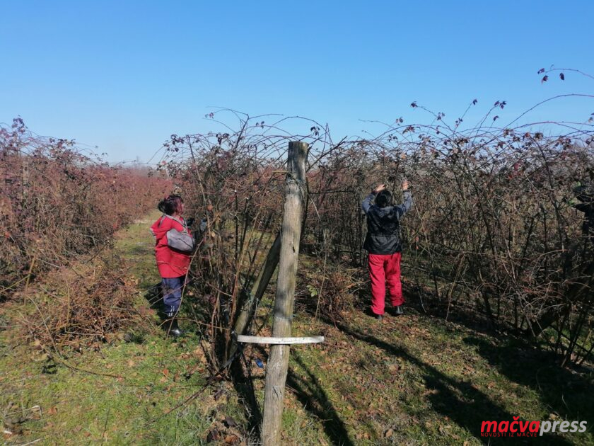 2 840x630 - ПРОЛЕЋЕ У ФЕБРУАРУ: ОРЕЗИВАЊЕ У ВОЋЊАЦИМА НАЈВАЖНИЈИ ПОСАО