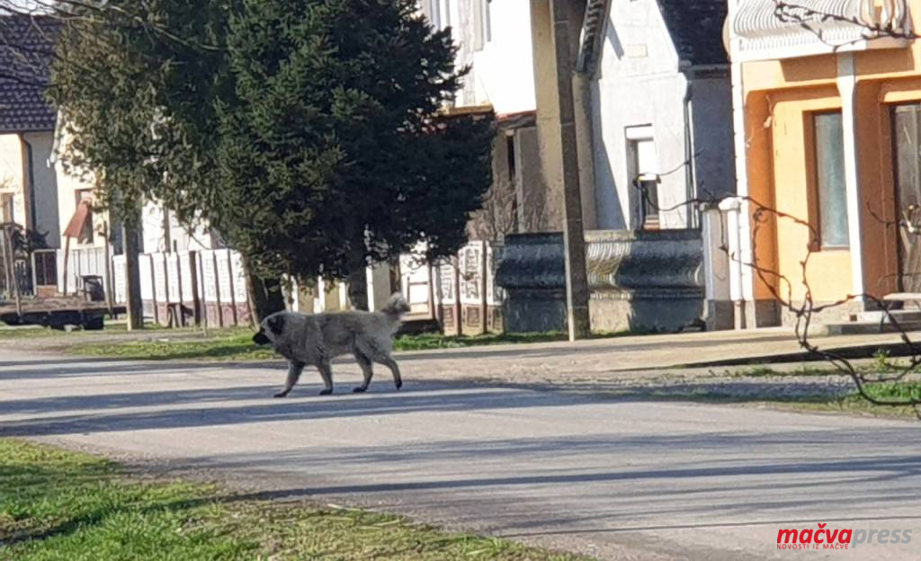 Naslovna 2 - ЦРНА БАРА: ДУШАНУ ОТРОВАНА 4 ПСА, УГИНУО И ШАРПЛАНИНАЦ КОЈИ ЈЕ УЈЕДАО ПРОЛАЗНИКЕ