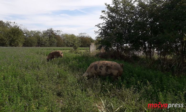 Svinje na njivi - У СЕМБЕРИЈИ РЕГИСТРОВАНА АФРИЧКА КУГА СВИЊА: ОПШТИНА БОГАТИЋ АПЕЛУЈЕ - ОПРЕЗ И У МАЧВИ